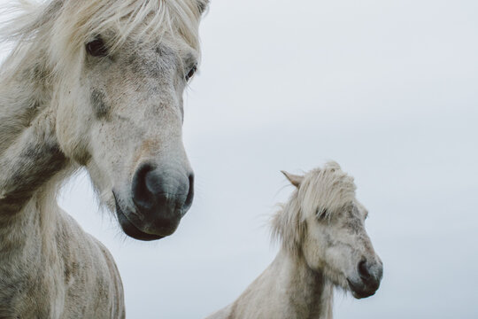 Horses in fields of Iceland.
