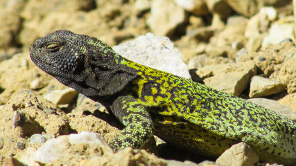 animal, reptile, lagarto,  verde, negro, vida silvestre, naturaleza, roca, desierto, calor,  depredador, naturaleza, aire libre, Cordilleras,  fauna,  bicho