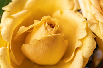 Yellow Rose close up