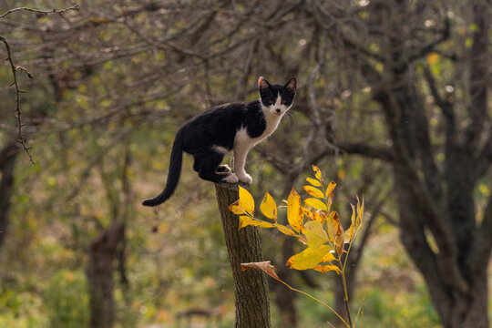 Farm Kitten