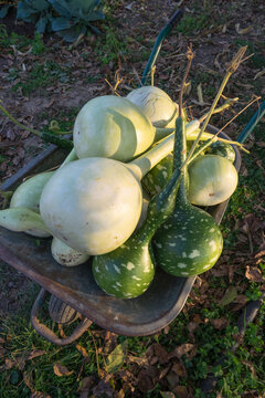 Organic Field Squash