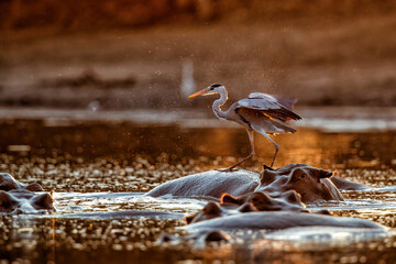 Grey heron (ardea cinerca) fishing from the back of a hippopotamus in a lake with back lit in Mana...