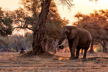 Fototapeta na wymiar Elephant bull searching for food at the end of the dry season at sunset in the riverfront area of Mana Pools National Park in Zimbabwe 