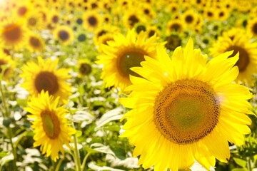 Obraz premium Sunflower.