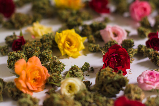 Cannabis buds and assorted color flowers