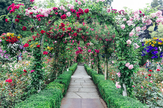 Rose garden walkway in botanical garden