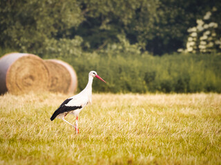 white stork in the grass