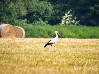 Obraz na płótnie Canvas white stork in the grass