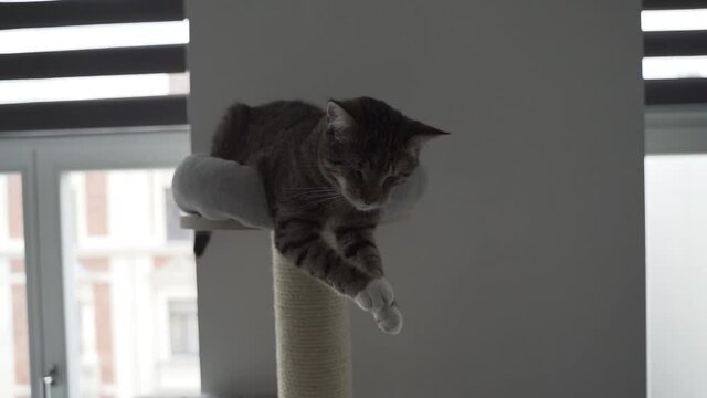 Blind cat without eyes asking for help to get down the cat tree.