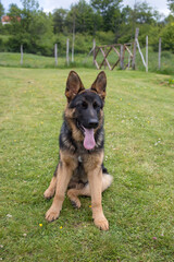 Young German Shepherd dog sitting on the grass