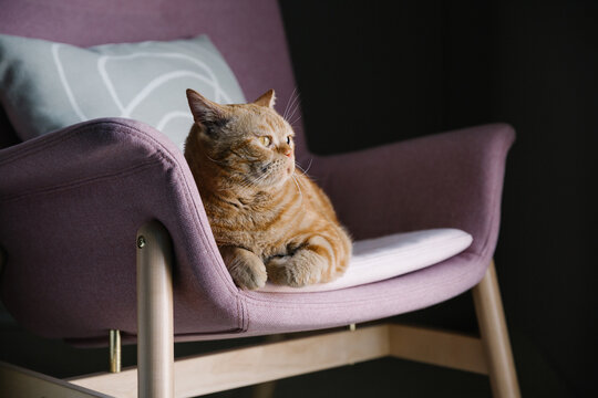 A big cat in a pink chair