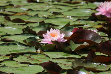 Water Lily Flower and Lily Pads in a Pond