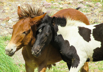 pareja de caballos potrillos