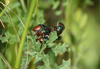 A mass of squabbling male Garden Chafers beetles (Phyllopertha horticola) fighting over a single female