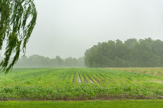 Cornfield
