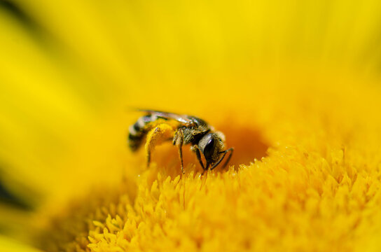 Honeybee on a Yellow Flower