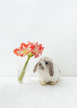 Cute Bunny With Red Flowers On White Background