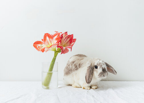 Cute Bunny With Red Flowers On White Background