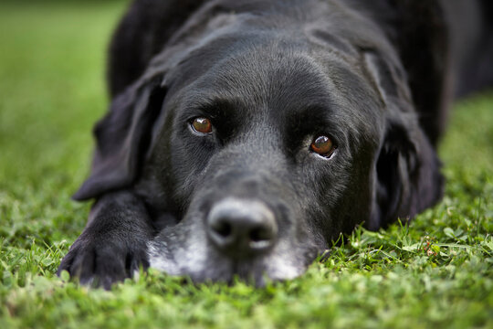 Close up of an old Black Labrador Retriever laying on grass. UK.