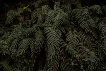 Fern leaves in a dark forest landscape