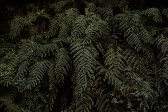 Fern leaves in a dark forest landscape
