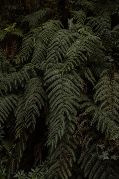 Fern leaves in forest