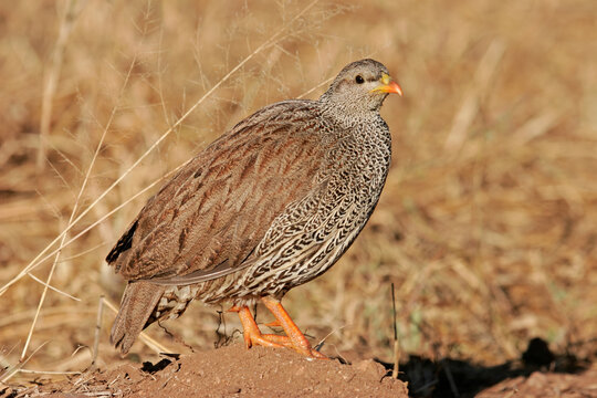 Natal spurfowl - South Africa