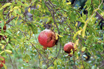 Pomegranate fruits on the tree