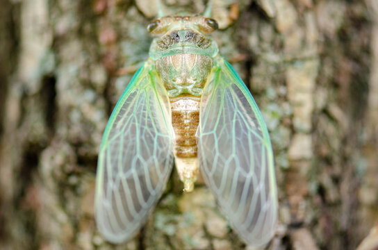 Cicada