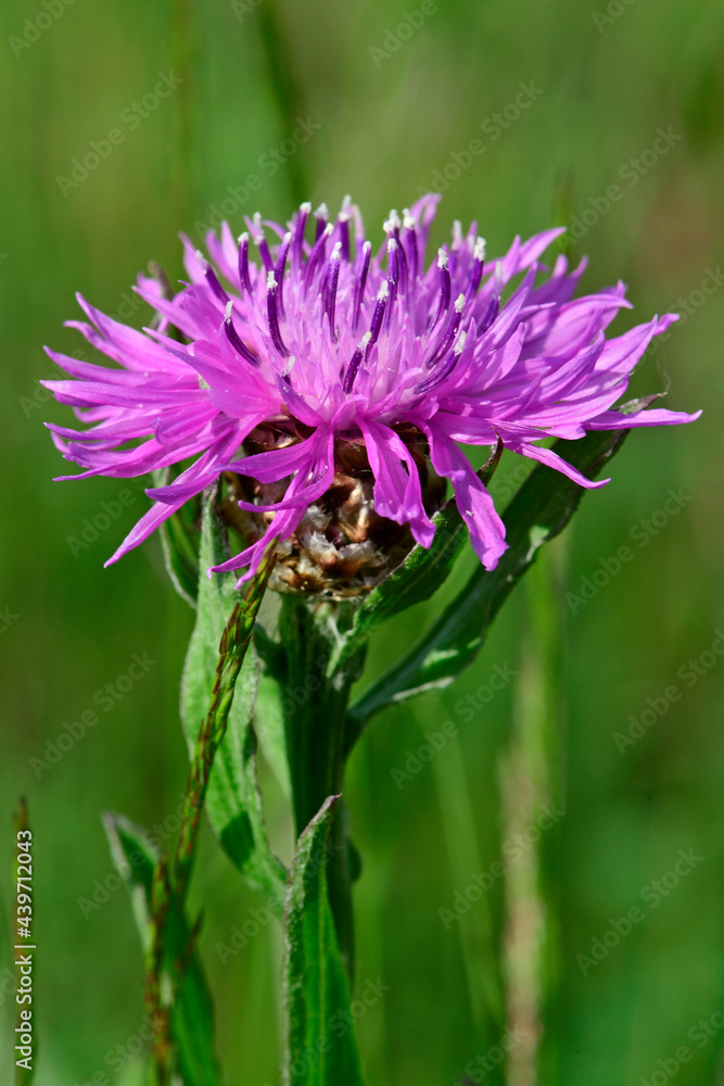 Poster Wiesen-Flockenblume // Brown knapweed (Centaurea jacea)