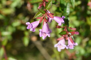 Glossy abelia flowers. Caprifoliaceae evergreen shrub.