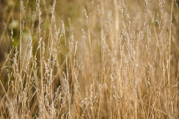 golden wheat field in summer