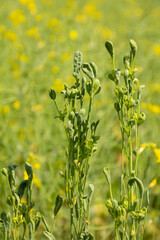 Disease-affected rapeseed pods close up and blurred background on a summer sunny day.