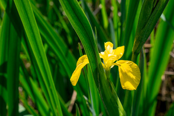Yellow iris pseudacorus near water
