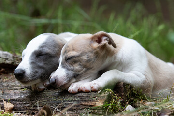 Whippet Welpen das erste mal im Wald