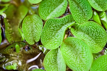 close up of aquatic green leaves