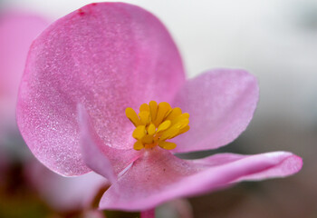 Obraz na płótnie Canvas closeup of some beautiful pink flower