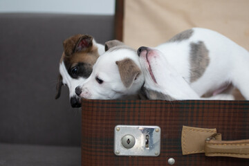 2 Whippet Welpen im Koffer