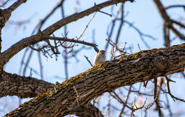 Petit oiseau brun et beige posé sur la branche d'un arbre au printemps lors d'une journée ensoleillée avec le ciel bleu et des branches en arrière plan