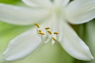 white lily flower
