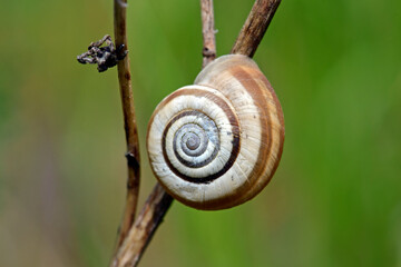 Gemeine Heideschnecke, Westliche Heideschnecke // Heath snail (Helicella itala)