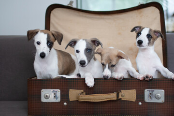 Whippet Welpen im Koffer