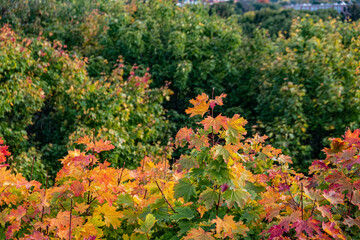 Glowing autumn leaves overlooking forest