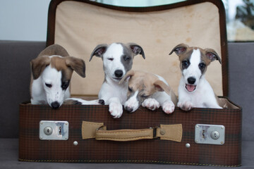 Whippet Welpen im Koffer