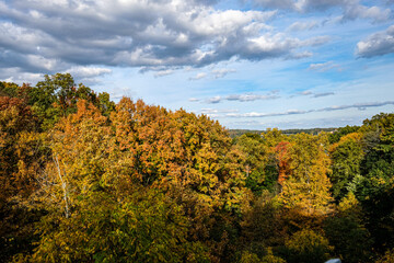 Autumn leaves ion the forest with multiple colors of leaves together