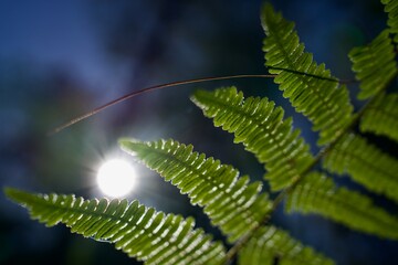 Ferns in the woods, spring