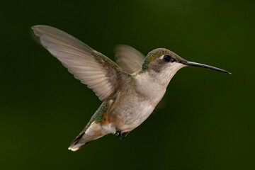 Fototapeta na wymiar Female ruby throated hummingbird hovering isolated on a dark green background