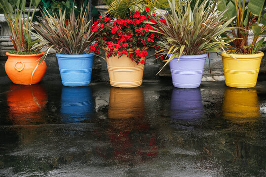Rainbow Colored Pots and Plants