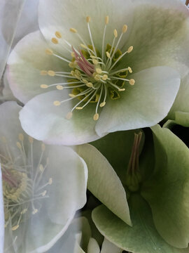 Macro gentle white flowers 