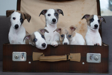 Whippet Welpen im Koffer